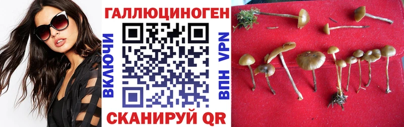 Псилоцибиновые грибы Psilocybe  Купить закладки  Каменка 